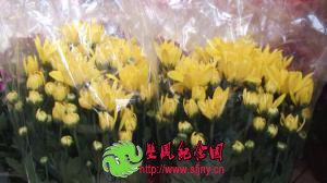平安清明节