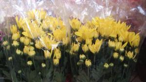 美国墓园的发展与演变