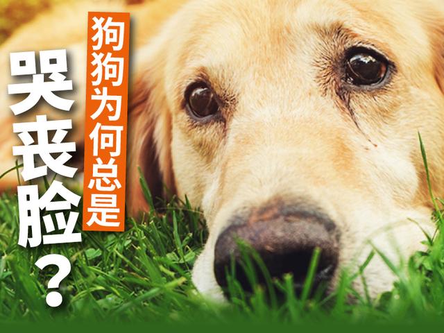 狗狗为何总是哭丧脸？4大原因你要知