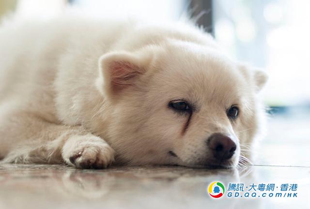 狗狗为何总是哭丧脸？4大原因你要知