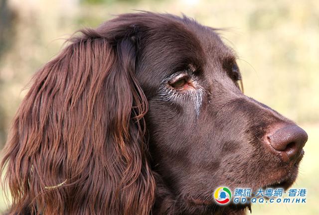 狗狗为何总是哭丧脸？4大原因你要知