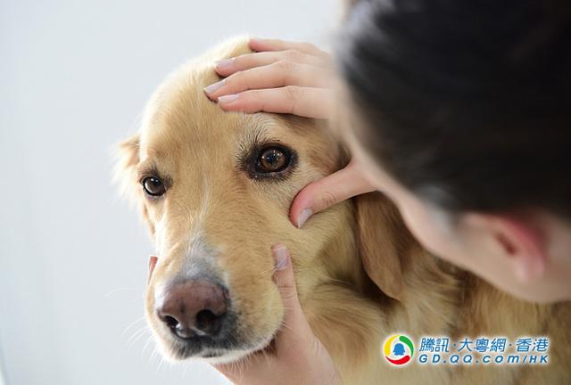 狗狗为何总是哭丧脸？4大原因你要知