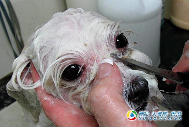 狗狗为何总是哭丧脸？4大原因你要知