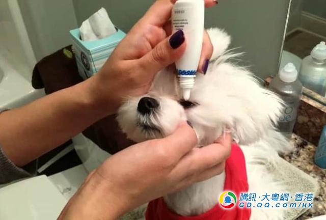 狗狗为何总是哭丧脸？4大原因你要知