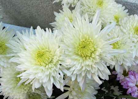 萝卜寨丧葬文化的社会功用