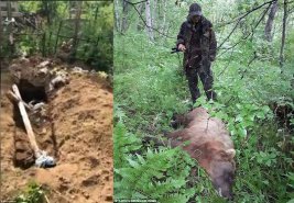 俄罗斯一公墓遭野生棕熊洗劫 至少20具遗体被吃掉