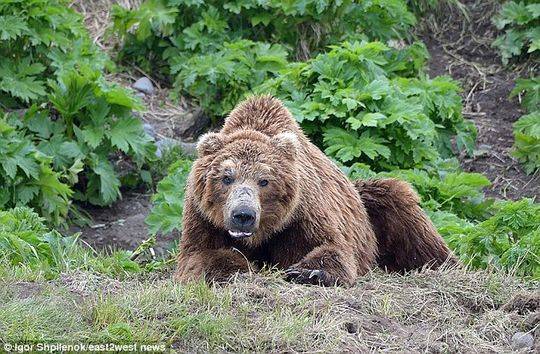 俄罗斯一公墓遭野生棕熊洗劫 至少20具遗体被吃掉