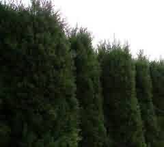 哀与乐的撞击—调节功能