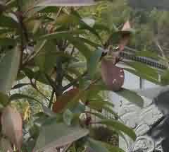 “准五服以制罪”原则产生的标志及其意义