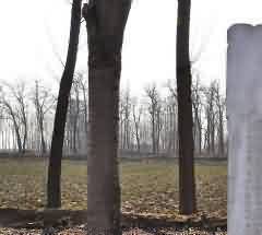 477.jpg