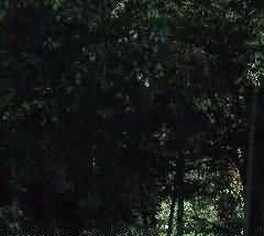 52.jpg