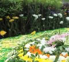 功能主义的视角